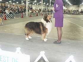 dogs breeders dog pictures